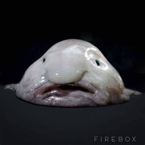 blobfish vertebrate or invertebrate.